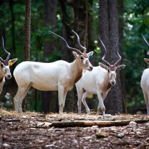 Addax Antelope for Sale — Rare Desert Addax Live Animal