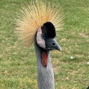 African Grey Crowned Crane for Sale — Exotic Live Bird