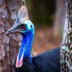 Cassowary Bird for Sale — Exotic Live Cassowary