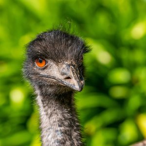 Emu Bird for Sale — Exotic Live Emu