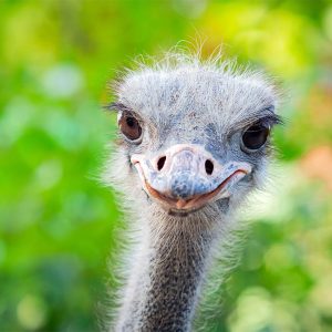 Ostrich Bird for Sale — Exotic Live Ostrich