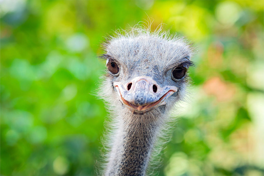 Ostrich Bird — Exotic Species Ostrich Bird for Sale — Exotic Live Ostrich
