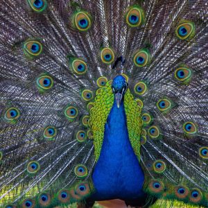 Peacock Bird for Sale — Exotic Live Peacock Birds