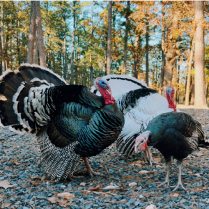 Turkey Bird for Sale — Live Turkeys USA & Worldwide