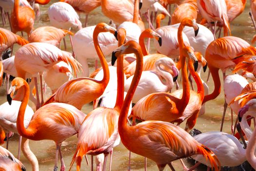 our-story-01 Flamingo 1