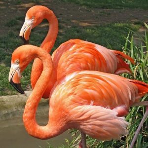 Flamingo Bird for Sale — Exotic Pink Flamingo Live Bird