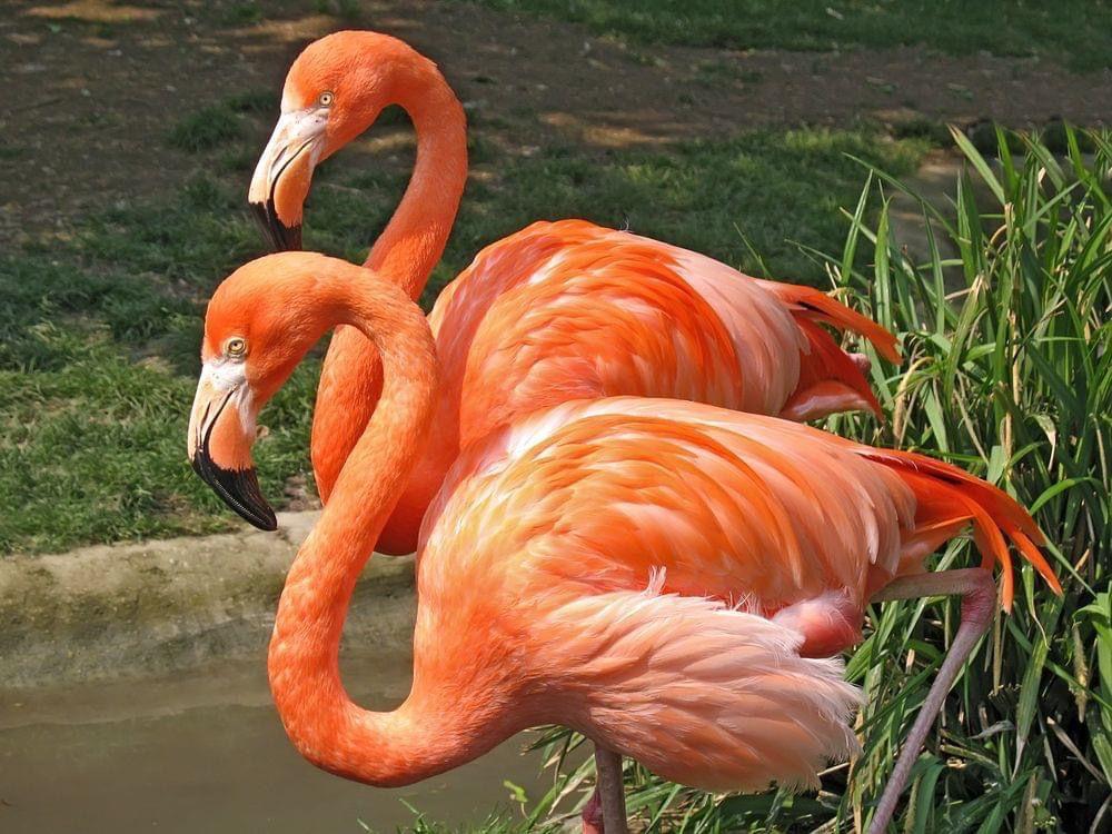 Flamingo Bird For Sale Bbsafaripark.jpg